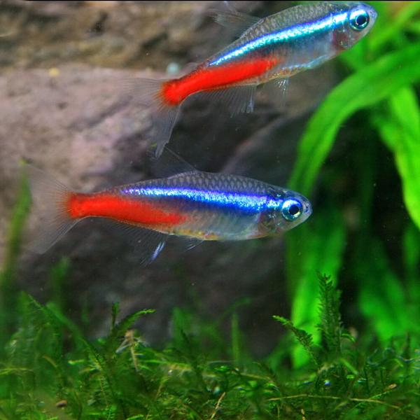 (熱帯魚)ネオンテトラ　Ｌサイズ　約２-２.５cm　10匹