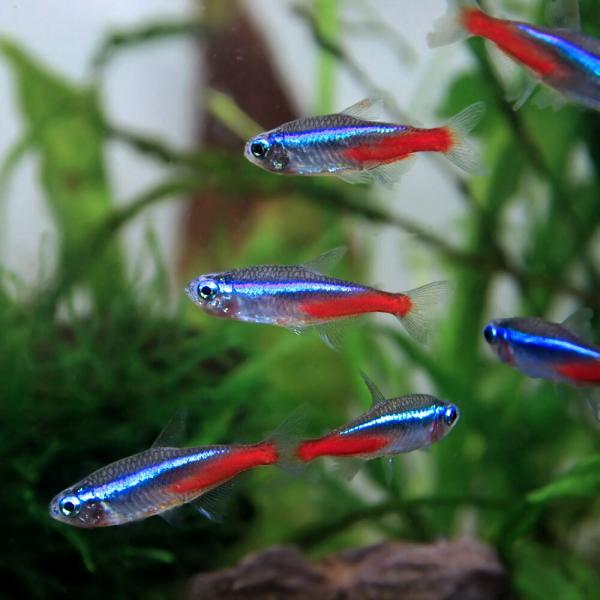 (熱帯魚)ネオンテトラ　Ｌサイズ　約２-２.５cm　25匹