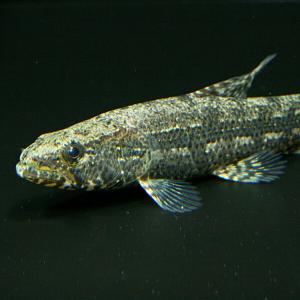 熱帯魚通販のネオス 古代魚 大型魚 エイ 熱帯魚 Yahoo ショッピング