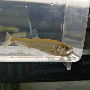 熱帯魚通販のネオス 中 大型カラシン カラシン テトラ等 Characin Yahoo ショッピング