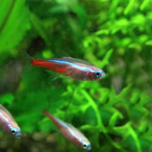 (熱帯魚)ニューレッドゴールデンネオンテトラ　約2cm　3匹