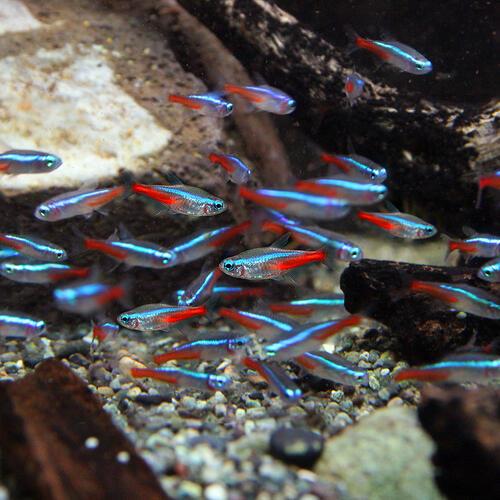 (熱帯魚)ネオンテトラ　ＳＭサイズ　約１.５-２cm　1000匹