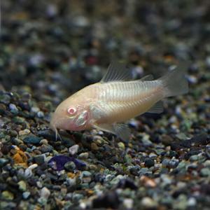 (熱帯魚)白コリ　コリドラス　アルビノアエネウス　約3cm　3匹｜熱帯魚通販のネオス