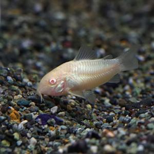 (熱帯魚)白コリ　コリドラス　アルビノアエネウス　約3cm　50匹　｜fish-y