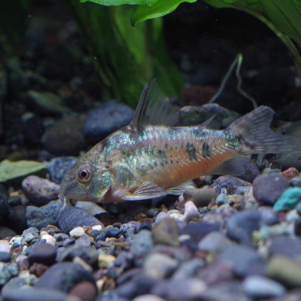 (熱帯魚)コリドラス　パレアタス　約3cm　30匹　
