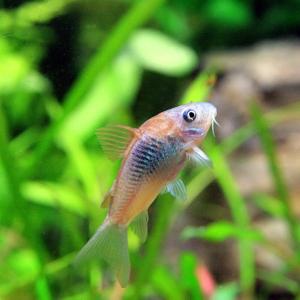 (熱帯魚)コリドラス　ベネズエラオレンジ　約2cm　1匹