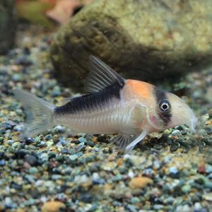 コリドラス アドルフォイ 熱帯魚 アクアリウム用品 の商品一覧 ペット用品 生き物 通販 Yahoo ショッピング