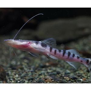 (熱帯魚)ゼブラキャット 約25cm 1匹の詳細画像4