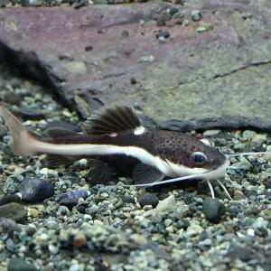 ナマズレッドテールキャットの商品一覧 通販 Yahoo ショッピング