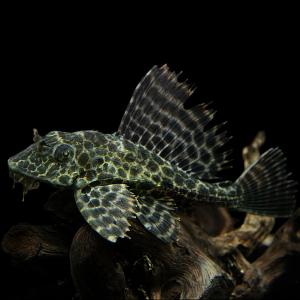(熱帯魚 プレコ)セルフィンプレコ 約8-10c...の商品画像