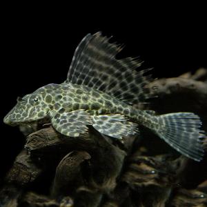 (熱帯魚 プレコ)セルフィンプレコ 約8-10...の詳細画像1