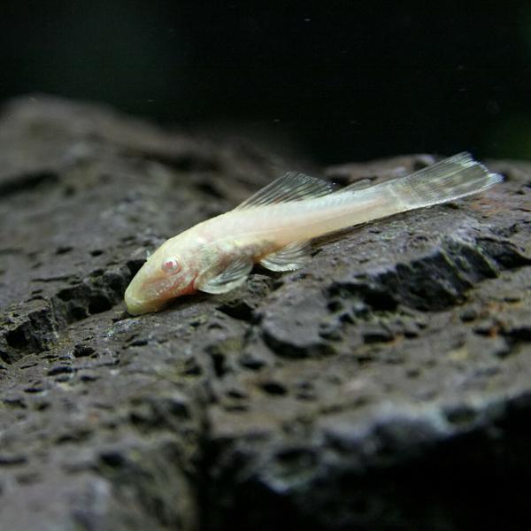 (熱帯魚)アルビノミニブッシープレコ　約1-2cm　3匹