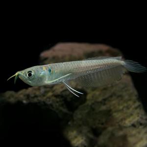 (熱帯魚)シルバーアロワナ　Ｓサイズ　６-７cm　ベビー　10匹(再入荷)｜fish-y