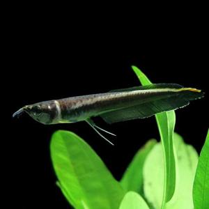 (熱帯魚)ブラックアロワナ　Ｓサイズ　約6-7cm　ベビー　1匹｜fish-y