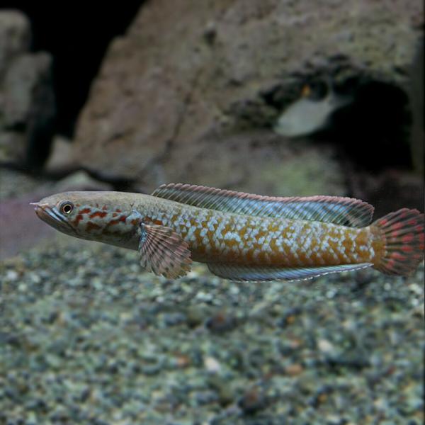 (熱帯魚)レインボースネークヘッド　約4cm　1匹