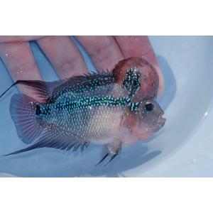 熱帯魚通販のネオス 一点物撮影個体 シクリッド Cichlid Yahoo ショッピング