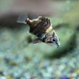 (熱帯魚)ダトニオプラスワン (約0.8-1.5...の商品画像