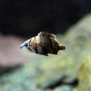(熱帯魚)ダトニオプラスワン (約0.8-1....の詳細画像1