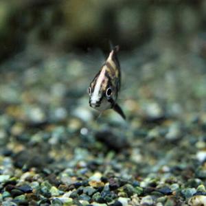 (熱帯魚)ダトニオプラスワン (約0.8-1....の詳細画像2