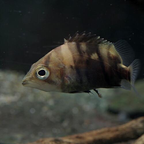 (熱帯魚)ダトニオプラスワン　約2-3cm　1匹