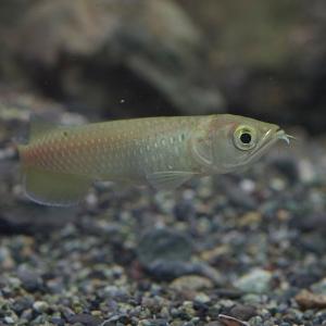(熱帯魚)ノーザン・バラムンディ　約4-6cm　1匹　｜fish-y