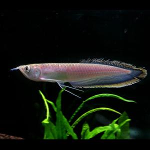 (熱帯魚)ブラックアロワナ　約10cm　1匹｜fish-y
