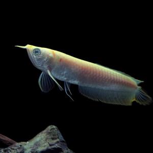 (熱帯魚)アルビノ・シルバーアロワナ　ブドウ目タイプ　約10cm　1匹｜fish-y