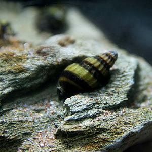 貝 駆除の商品一覧 通販 Yahoo ショッピング