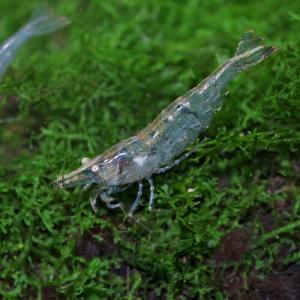 (エビ)ミナミヌマエビ　約1-3cm　10匹