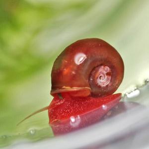 (貝)限定特価　レッドラムズホーン（Sサイズ　０.５-１cm）５匹