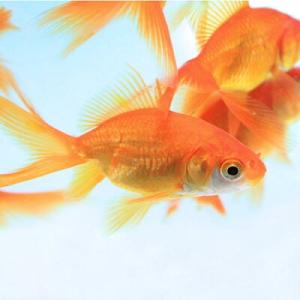 (金魚)琉金　約4-5cm　3匹｜fish-y