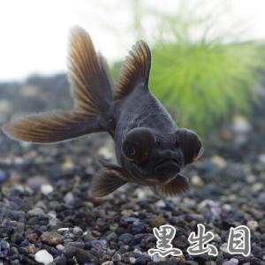 (金魚)黒出目金　約5-8cm　3匹　｜fish-y