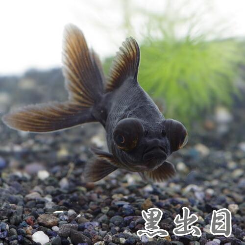 (金魚)黒出目金　約5-8cm　3匹　