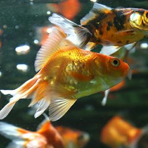 金魚ミックスの商品一覧 通販 Yahoo ショッピング