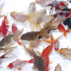 金魚ミックスの商品一覧 通販 Yahoo ショッピング