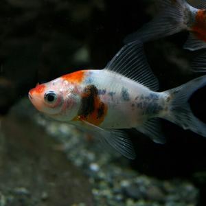 (金魚)朱文金　約7-8cm　1匹｜fish-y