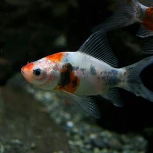 (金魚)朱文金　約7-8cm　3匹｜fish-y