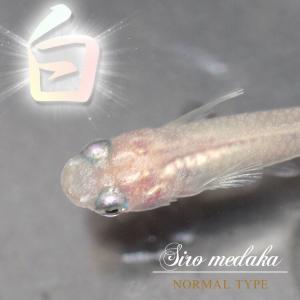 (めだか)白メダカ 約2-3cm 3匹の商品画像