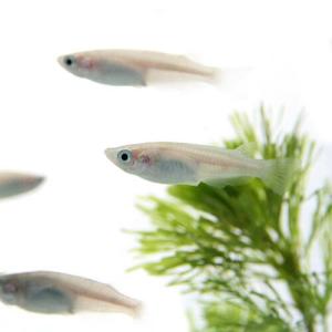 (めだか)白メダカ 約2-3cm 3匹の詳細画像2