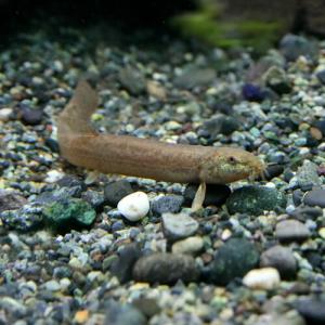 (日淡)ドジョウ　約8-10cm　10匹　