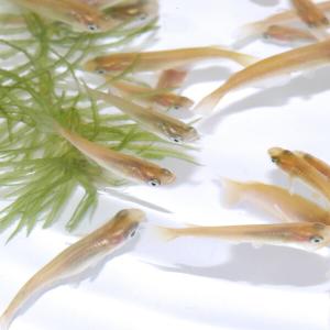 （めだか）ヒメダカ　約2cm　50匹