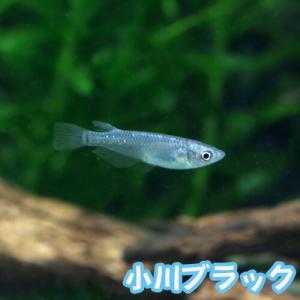 (めだか)小川ブラックメダカ　5匹