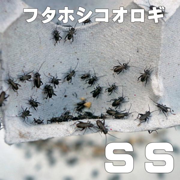 お取り寄せ（3−4営業日）　餌昆虫　フタホシコオロギ　ＳＳ　300匹+【代引き不可】【冬季航空便地域...