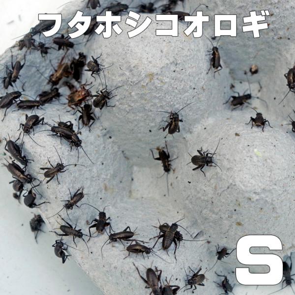 お取り寄せ（3−4営業日）　餌昆虫　フタホシコオロギ　Sサイズ　300匹+【代引き不可】【冬季航空便...