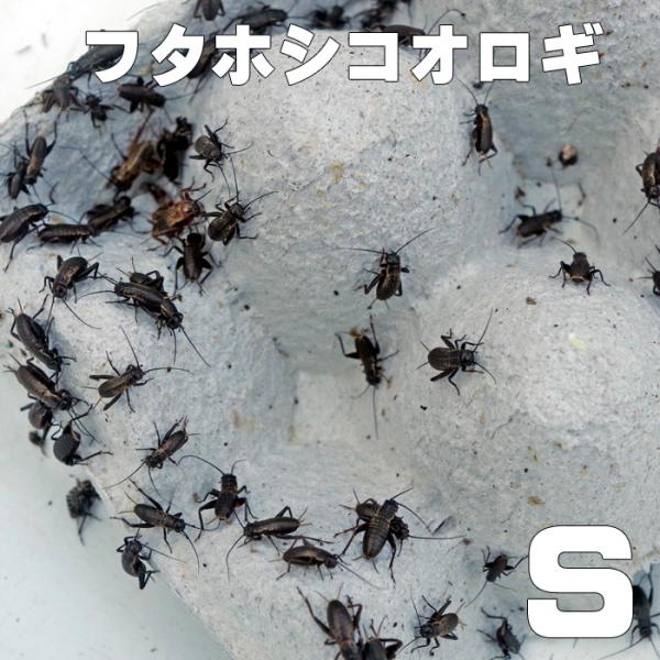 お取り寄せ（3−4営業日）　餌昆虫　フタホシコオロギ　Ｓサイズ　1000匹+【代引き不可】【冬季航空...