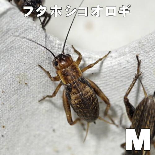お取り寄せ（3−4営業日）　餌昆虫　フタホシコオロギ　Ｍサイズ　200匹+【代引き不可】【冬季航空便...