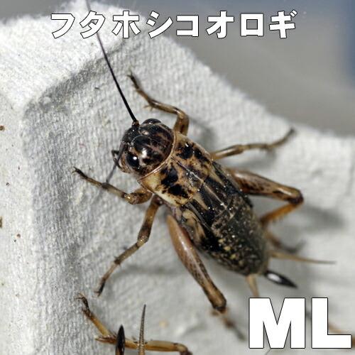 お取り寄せ（3−4営業日）　餌昆虫　フタホシコオロギ　ＭＬ-Ｌサイズ　200匹+【代引き不可】【冬季...