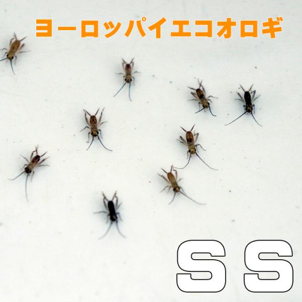 お取り寄せ（3−4営業日）　餌昆虫　 ヨーロッパイエコオロギ SSサイズ　300匹+【代引き不可】【...