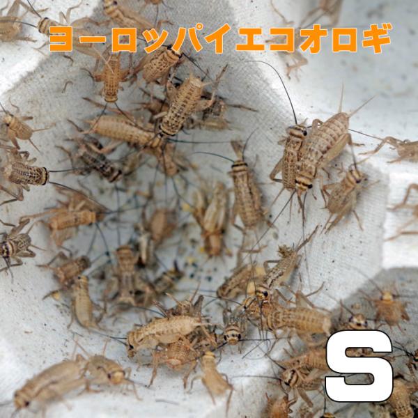 お取り寄せ（3−4営業日）　餌昆虫　 ヨーロッパイエコオロギ Sサイズ　1000匹+【代引き不可】【...