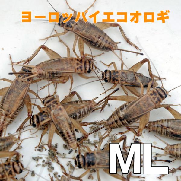 お取り寄せ（3−4営業日）　餌昆虫　 ヨーロッパイエコオロギ MLサイズ　200匹+【代引き不可】【...
